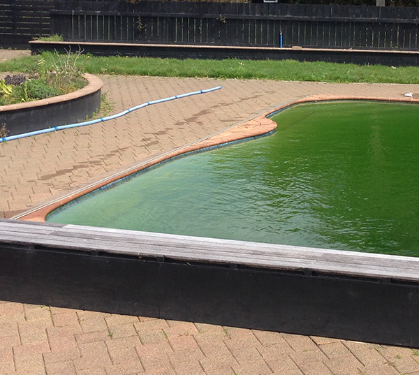 green dirty pool water - swimming pool installation - Swimmingly Pools
